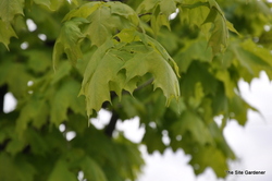 Acer saccharum 'Steeple' — photo 2